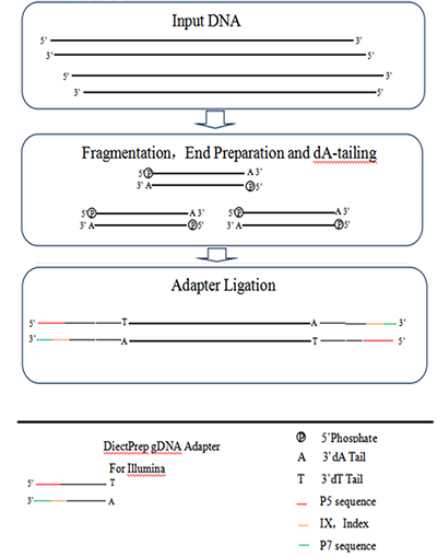 gDNA/cfDNA文库构建试剂盒(用于Illumina/Thermo Fisher平台) gDNA/cfDNA文库构建试剂盒(用于Illumina/Thermo Fisher平台)