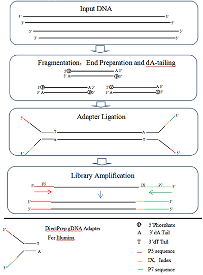 gDNA/cfDNA文库构建试剂盒(用于Illumina/Thermo Fisher平台) gDNA/cfDNA文库构建试剂盒(用于Illumina/Thermo Fisher平台)