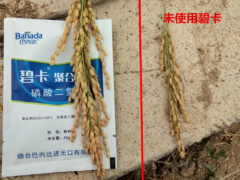 叶面肥对水稻的影响