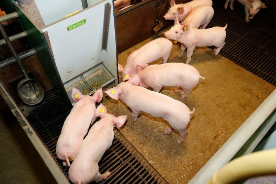Farm Visit: Next generation pig farmer preparing for the future