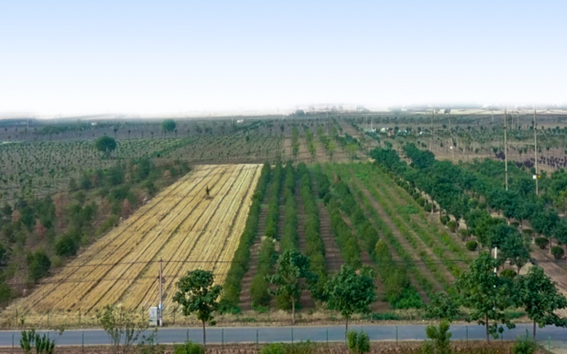 苗圃基地 苗圃基地