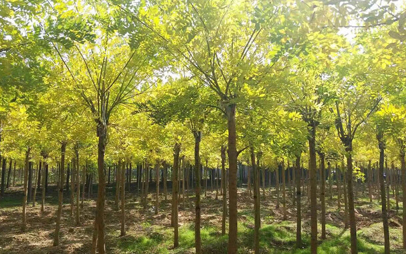 苗圃基地 苗圃基地