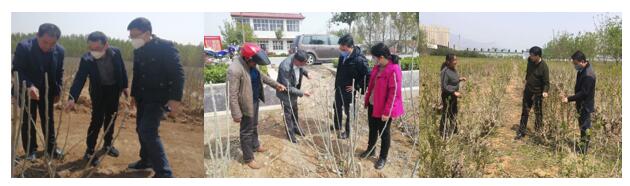调研霜冻对我省桑园的影响,帮助企业加快复工复产 调研霜冻对我省桑园的影响,帮助企业加快复工复产