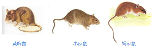 鼠类危害及防治方法 鼠类危害及防治方法