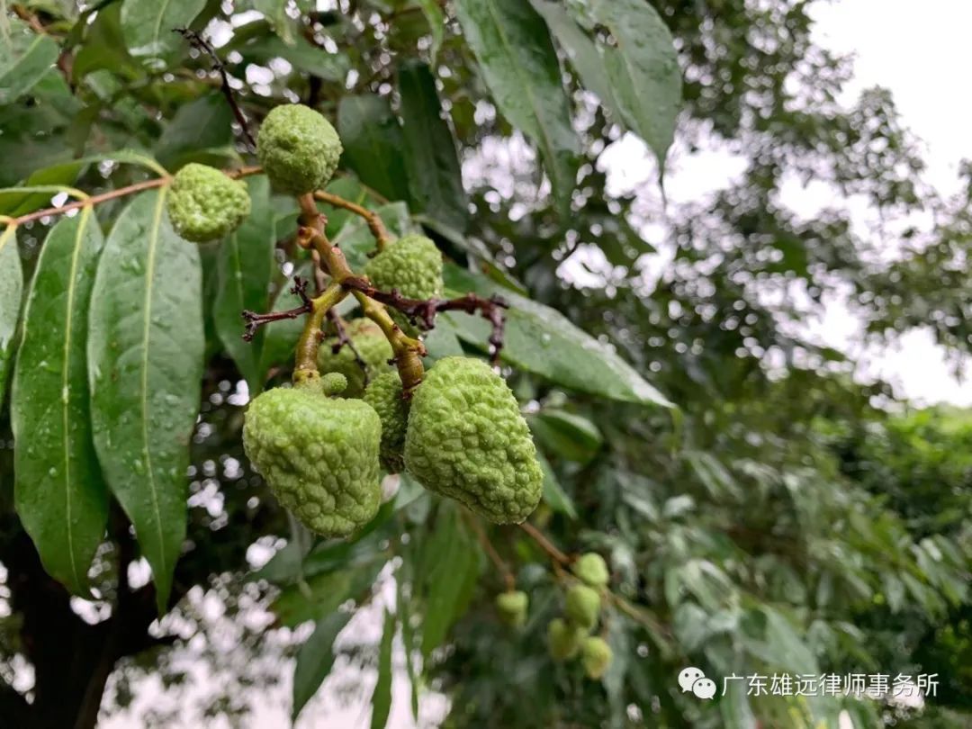 雄远团建 | 最美人间四月天 不负春光与时行——雄远所踏青烧烤团建活动