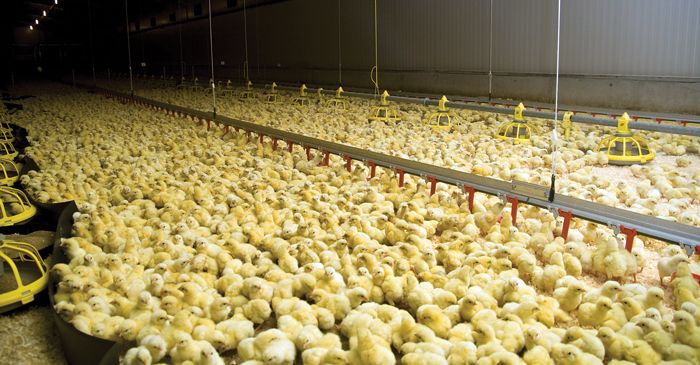 The key to successful broiler chick brooding The key to successful broiler chick brooding