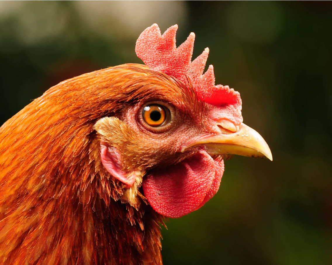 The importance of lighting in poultry production