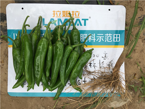 钙肥如何使用能提高辣椒的坐果率 钙肥如何使用能提高辣椒的坐果率