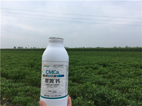 钙肥如何使用能提高辣椒的坐果率 钙肥如何使用能提高辣椒的坐果率