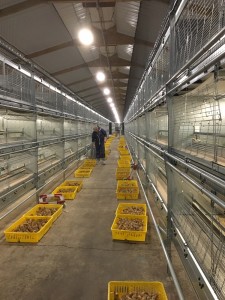 Analysis: Who will pay for the new barn egg standards?
