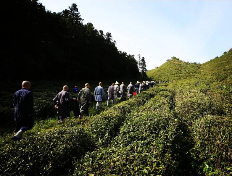 出普坡,采山茶 | 此外别无玄妙事,春风一夜长灵芽 出普坡,采山茶 | 此外别无玄妙事,春风一夜长灵芽