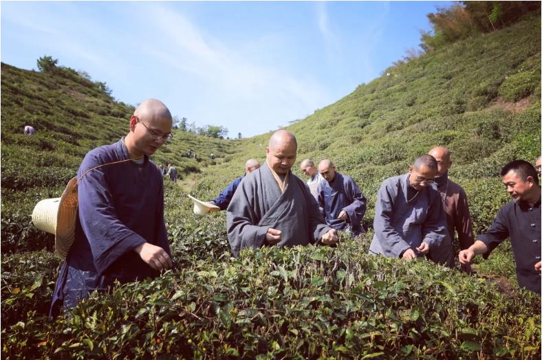出普坡,采山茶 | 此外别无玄妙事,春风一夜长灵芽 出普坡,采山茶 | 此外别无玄妙事,春风一夜长灵芽
