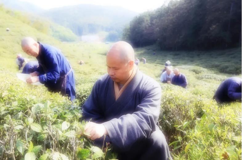 出普坡,采山茶 | 此外别无玄妙事,春风一夜长灵芽 出普坡,采山茶 | 此外别无玄妙事,春风一夜长灵芽