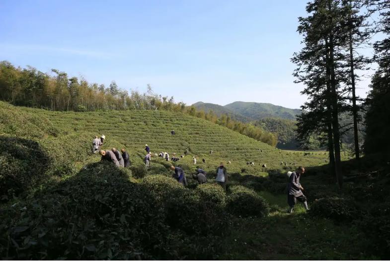 出普坡,采山茶 | 此外别无玄妙事,春风一夜长灵芽 出普坡,采山茶 | 此外别无玄妙事,春风一夜长灵芽