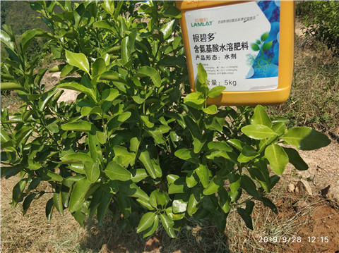 生根剂是根系养护的关键,我们如何正确选择? 生根剂是根系养护的关键,我们如何正确选择?