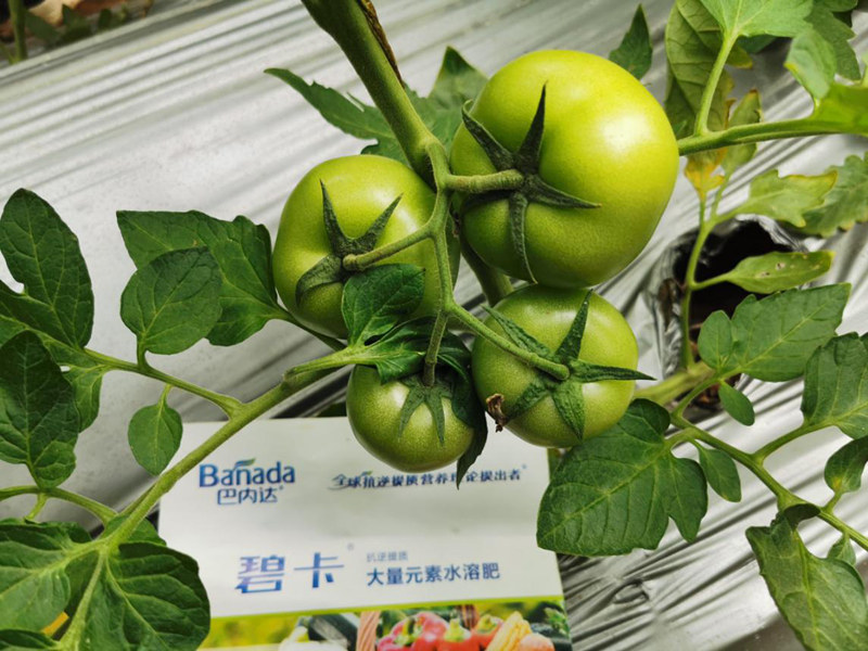 水溶肥在番茄坐果期的使用方法