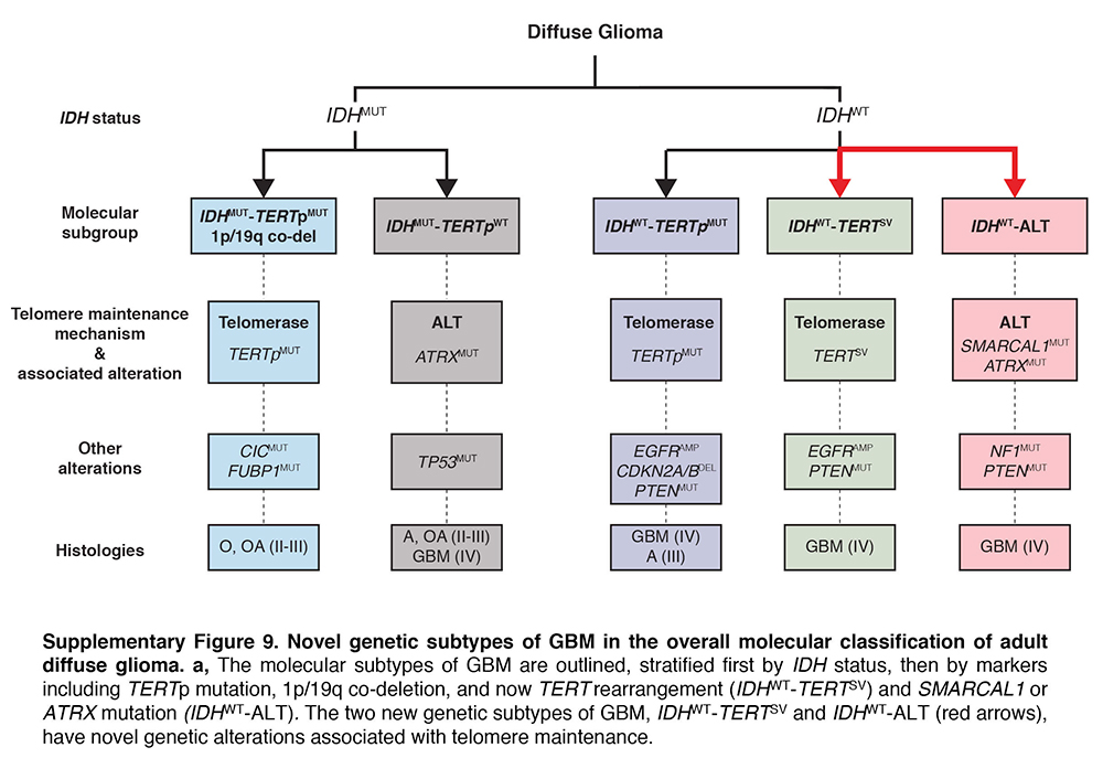 Scientists of Genetron Health Again Define Key Pathogenic Gene for Malignant Gliomas Scientists of Genetron Health Again Define Key Pathogenic Gene for Malignant Gliomas
