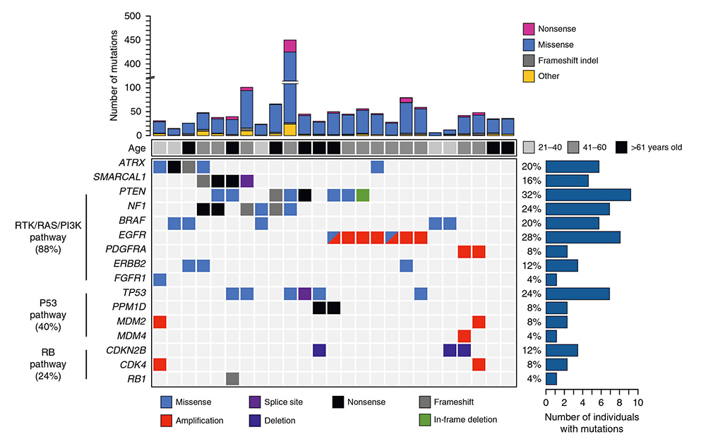 Scientists of Genetron Health Again Define Key Pathogenic Gene for Malignant Gliomas Scientists of Genetron Health Again Define Key Pathogenic Gene for Malignant Gliomas