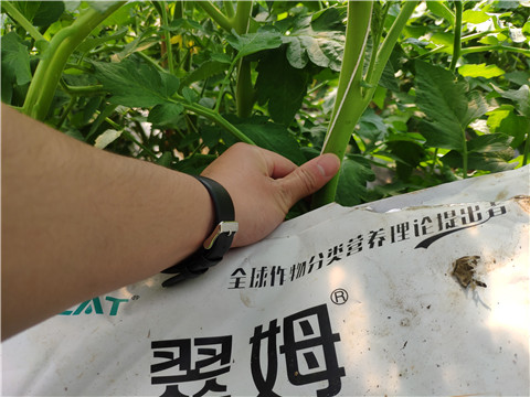 微生物菌剂对于作物生长有哪些重要作用 微生物菌剂对于作物生长有哪些重要作用