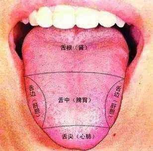 舌诊 舌诊