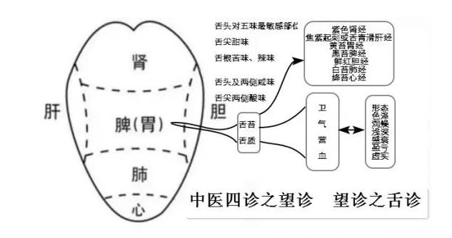舌诊 舌诊