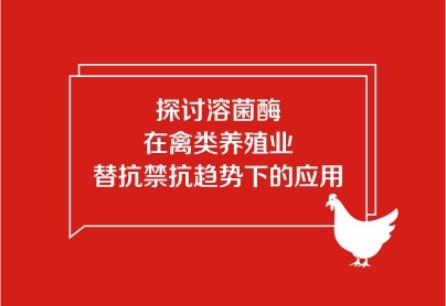 探討溶菌酶在禽類養(yǎng)殖業(yè)替抗禁抗趨勢下的應(yīng)用