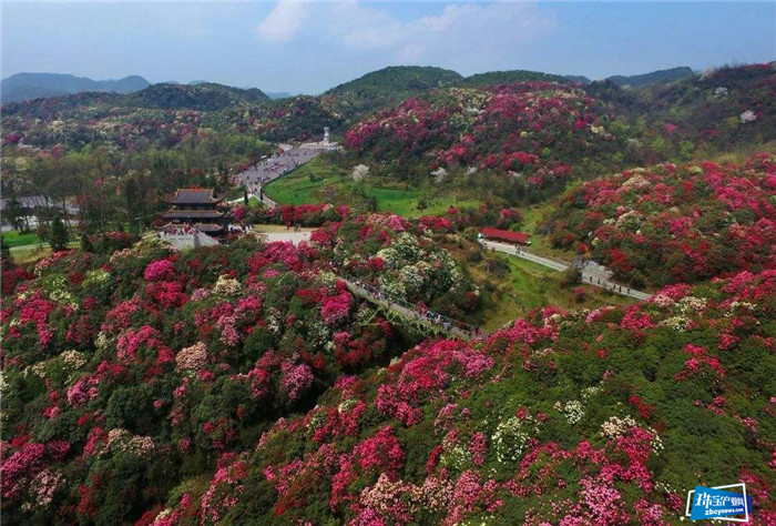 百里杜鹃在深招商引资受关注 百里杜鹃在深招商引资受关注