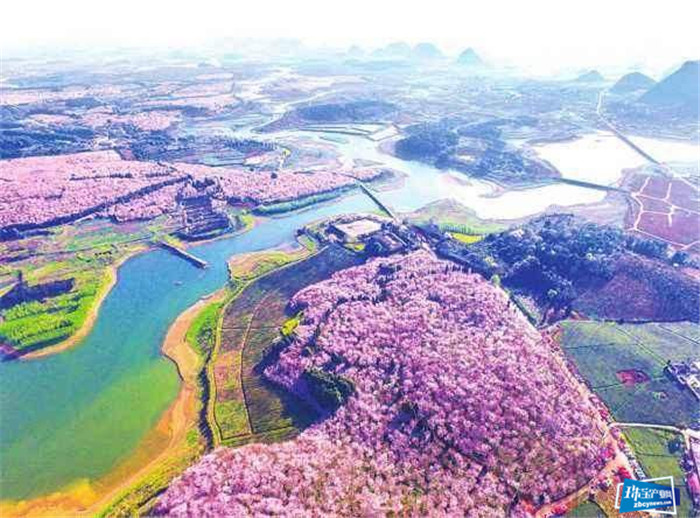 百里杜鹃在深招商引资受关注 百里杜鹃在深招商引资受关注
