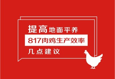 提高地面平養(yǎng)“817”肉雞生產(chǎn)效率的幾點建議