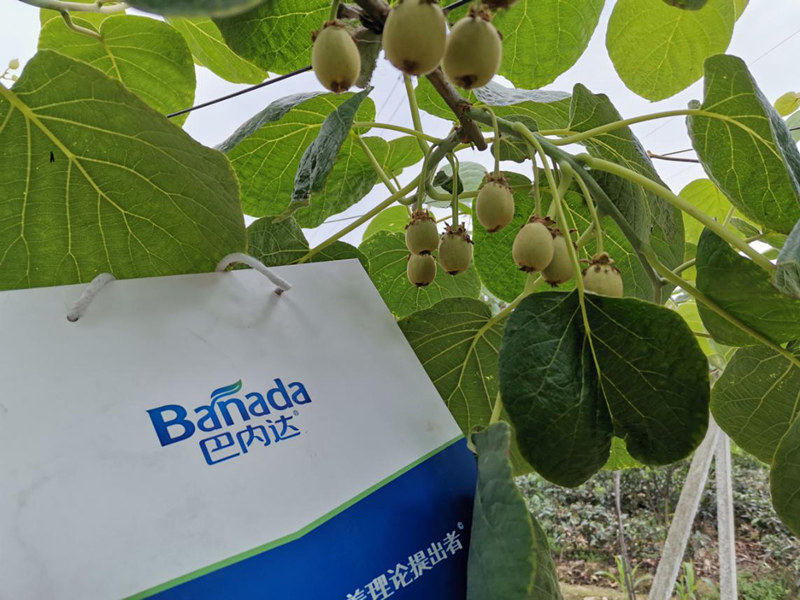 氨基酸叶面肥在猕猴桃萌芽期有什么效果？