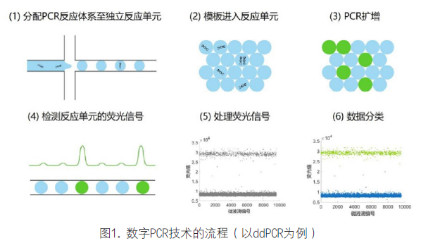 数字PCR技术在肿瘤标志物检测中的临床应用价值,临床实验室,2020 数字PCR技术在肿瘤标志物检测中的临床应用价值,临床实验室,2020