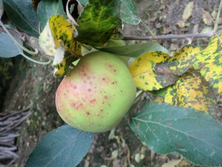 抗逆提质水溶肥，如何种出优质苹果