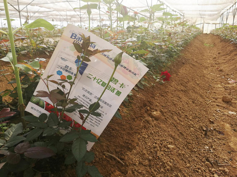 微生物菌剂的神奇功效，解决玫瑰生根难与土壤问题！