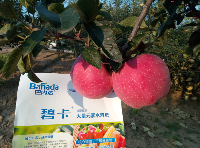 抗逆提质水溶肥，如何种出优质苹果