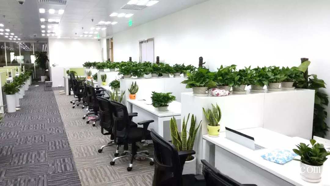 破解植物租赁公司养盆花技巧 破解植物租赁公司养盆花技巧