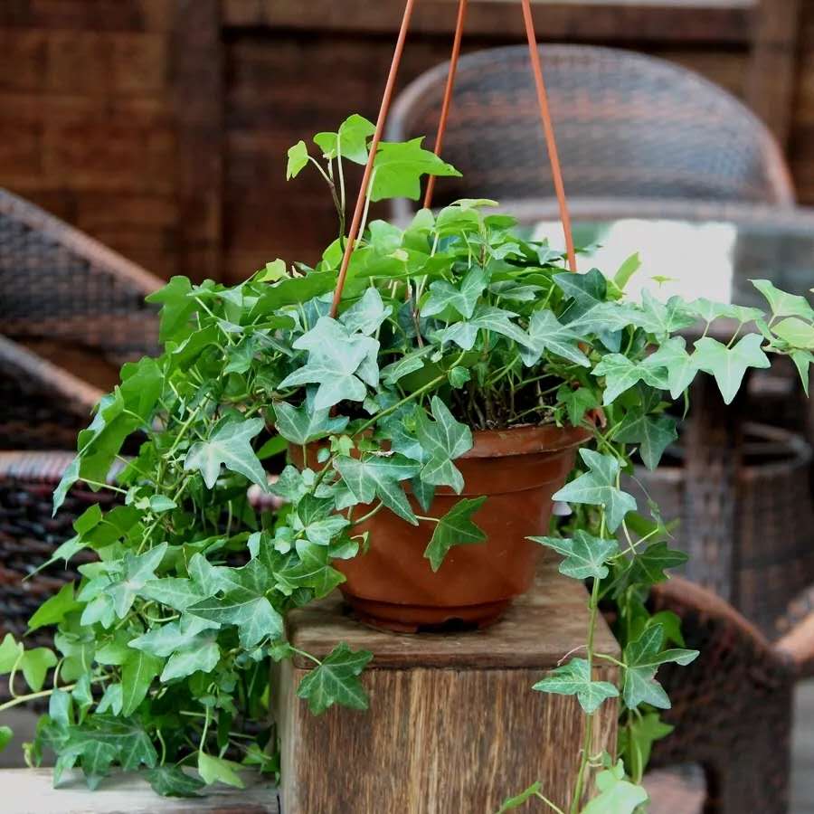 破解植物租赁公司养盆花技巧 破解植物租赁公司养盆花技巧