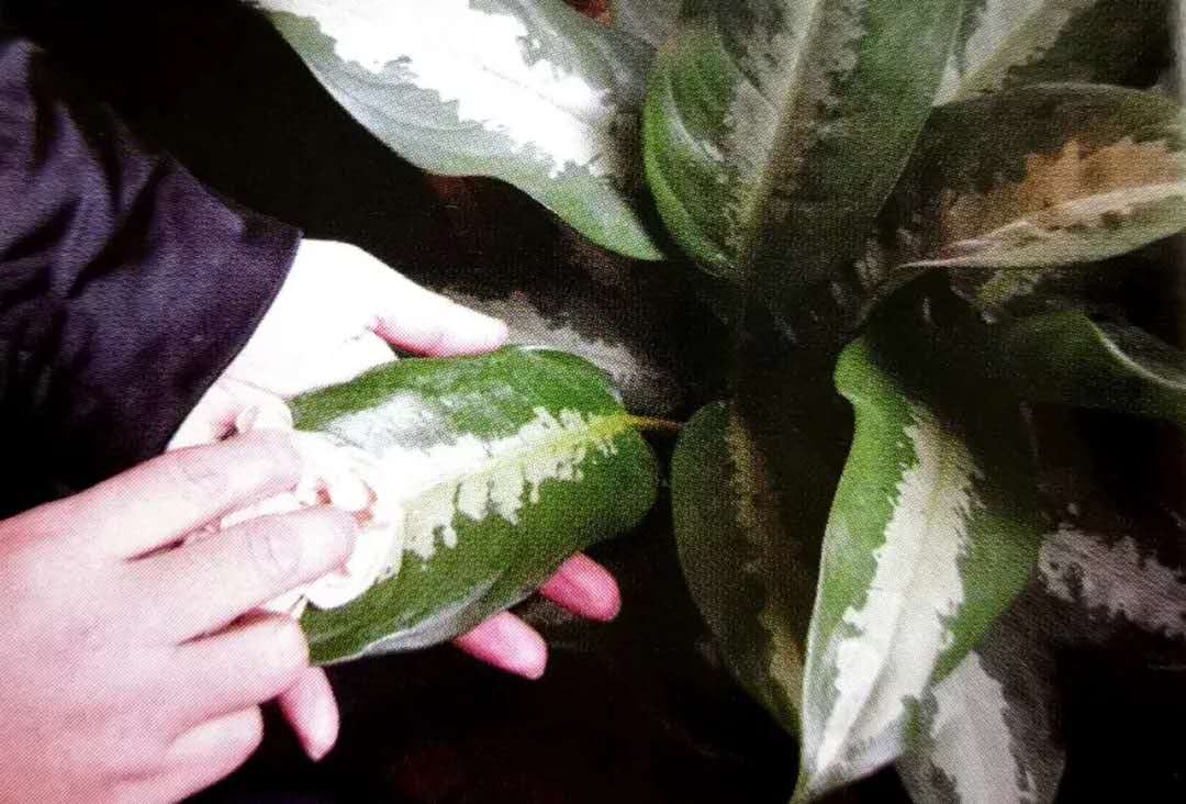 破解植物租赁公司养盆花技巧 破解植物租赁公司养盆花技巧