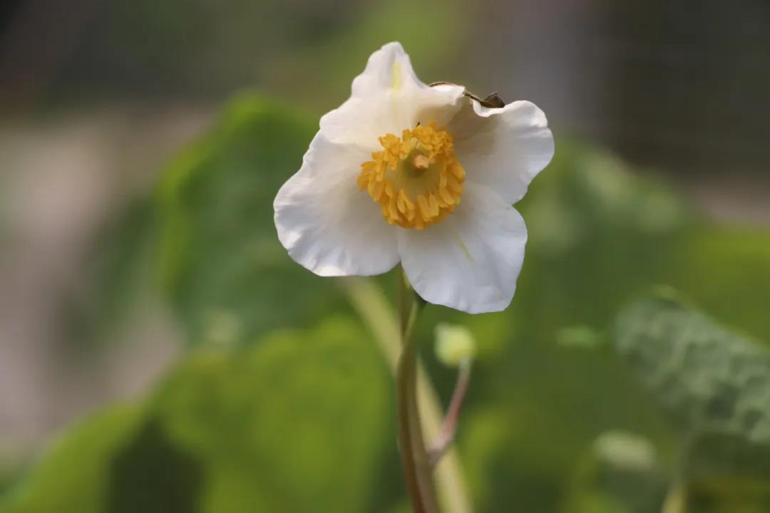 這些原生植物，是最適合在花園中應(yīng)用的材料