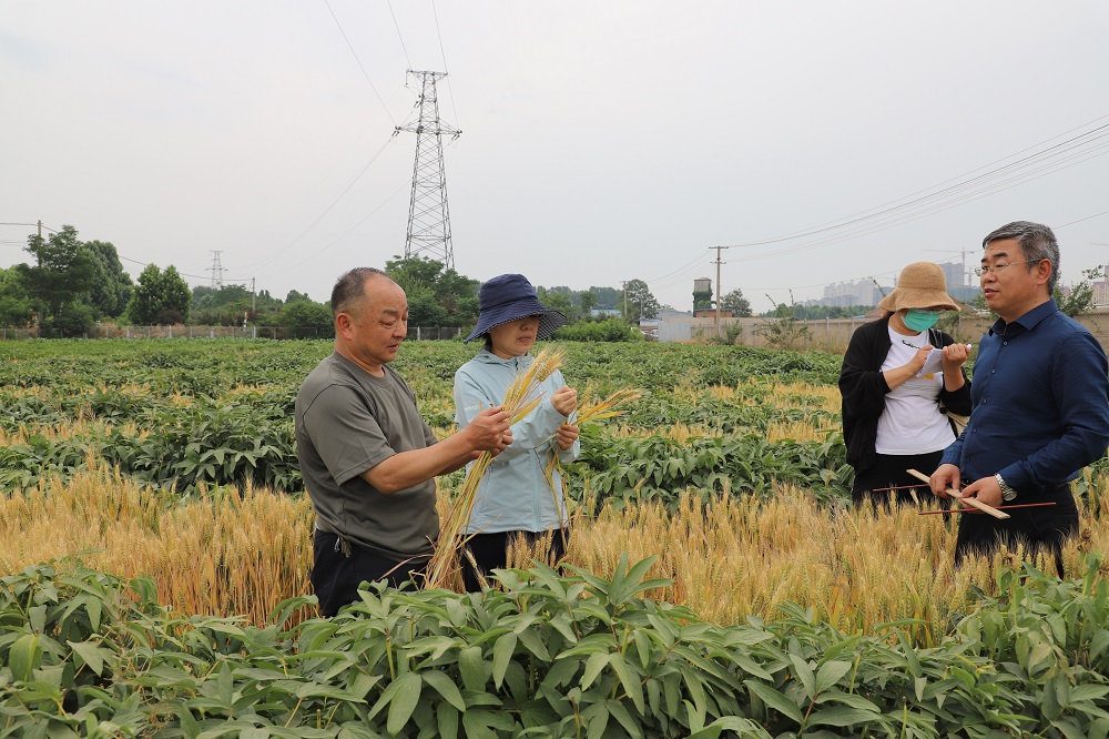 2020年丹皮/白芍间作小麦高效生产技术验收会在济宁举行