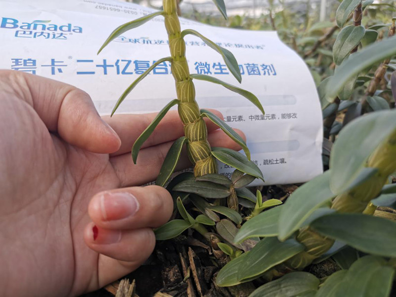 选择什么样的生物菌肥比较好