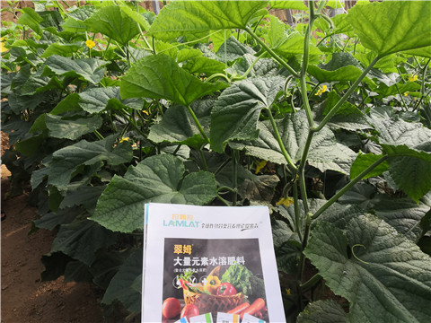 平衡型水溶肥的作用有哪些 平衡型水溶肥的作用有哪些