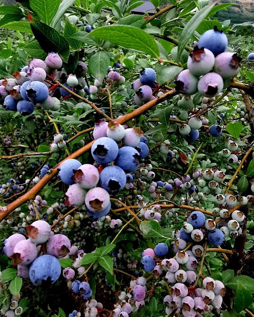 滄海變桑田 河灘成果園