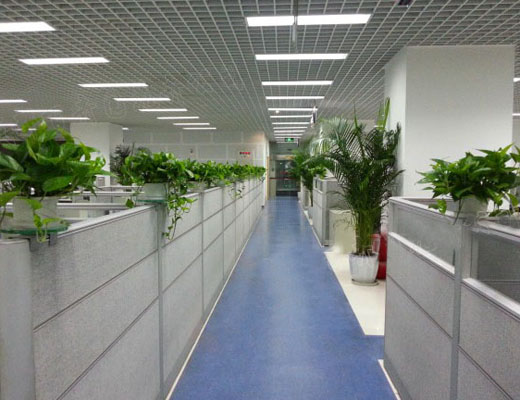 绿植租赁 让你拥有更多的绿色空间 绿植租赁 让你拥有更多的绿色空间