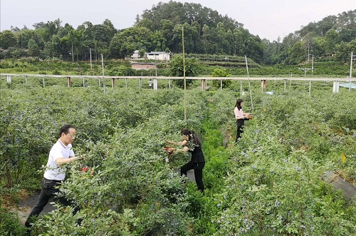 沧海变桑田 河滩成果园