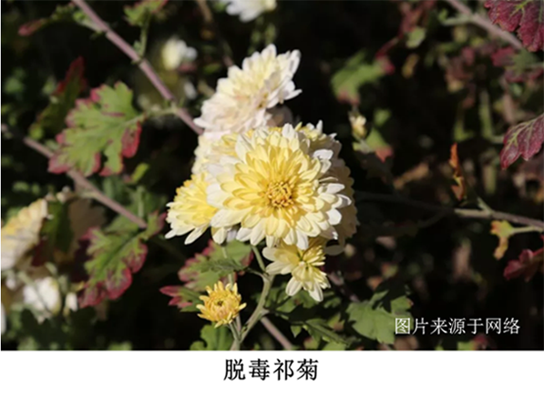 脫毒技術(shù)在菊花上的應(yīng)用