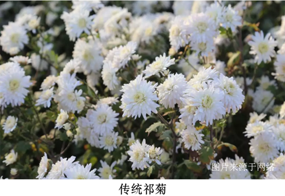 脫毒技術(shù)在菊花上的應(yīng)用