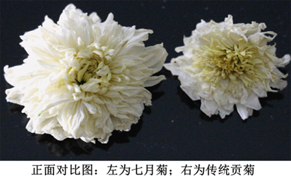 脫毒技術(shù)在菊花上的應(yīng)用