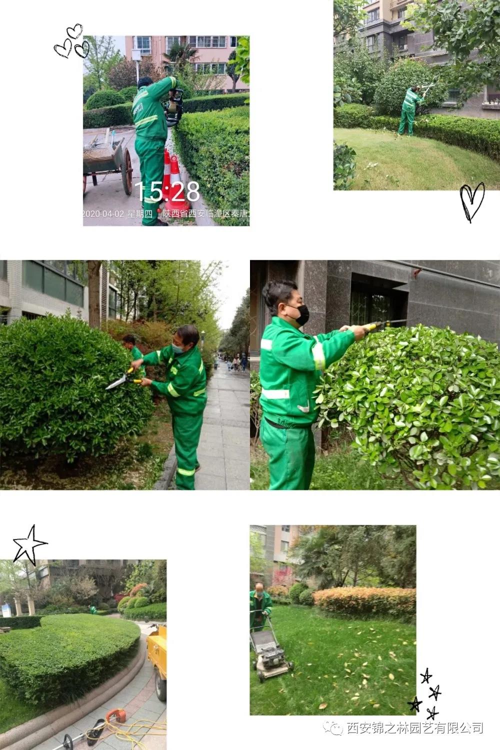绿化养护修剪标准及注意事项 绿化养护修剪标准及注意事项