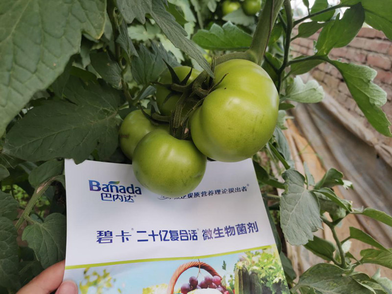 种西红柿用什么肥料