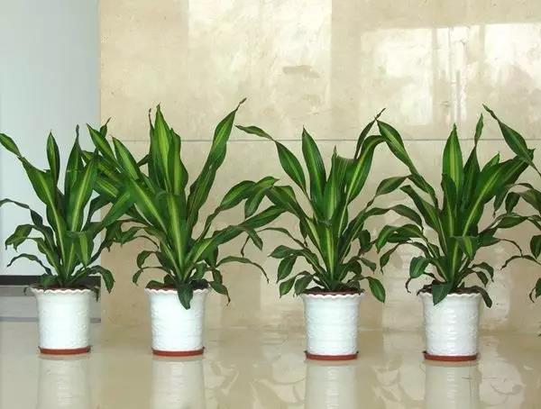 办公室应该怎样设计摆放植物花卉比较好呢? 办公室应该怎样设计摆放植物花卉比较好呢?